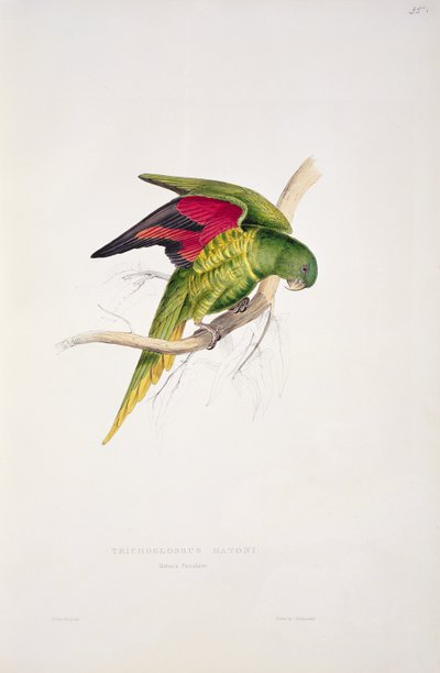 マトンのインコ 作： Edward Lear